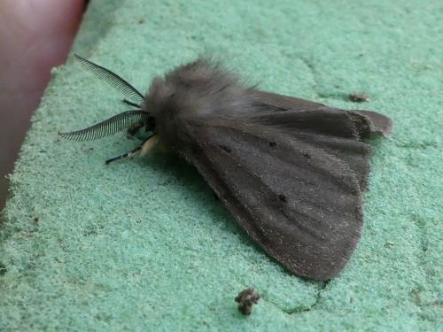 Diaphora mendica
